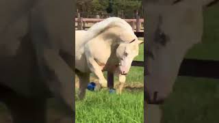 Essa conexão não tem explicação! Só tem sentimento... #cavalo #haras #quartodemilha #horse #cavalos
