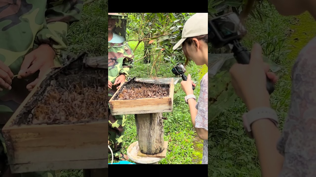 Stingless Bees Can't Sting, But They Can Bite! Stingless bee farm in Bali, Indonesia