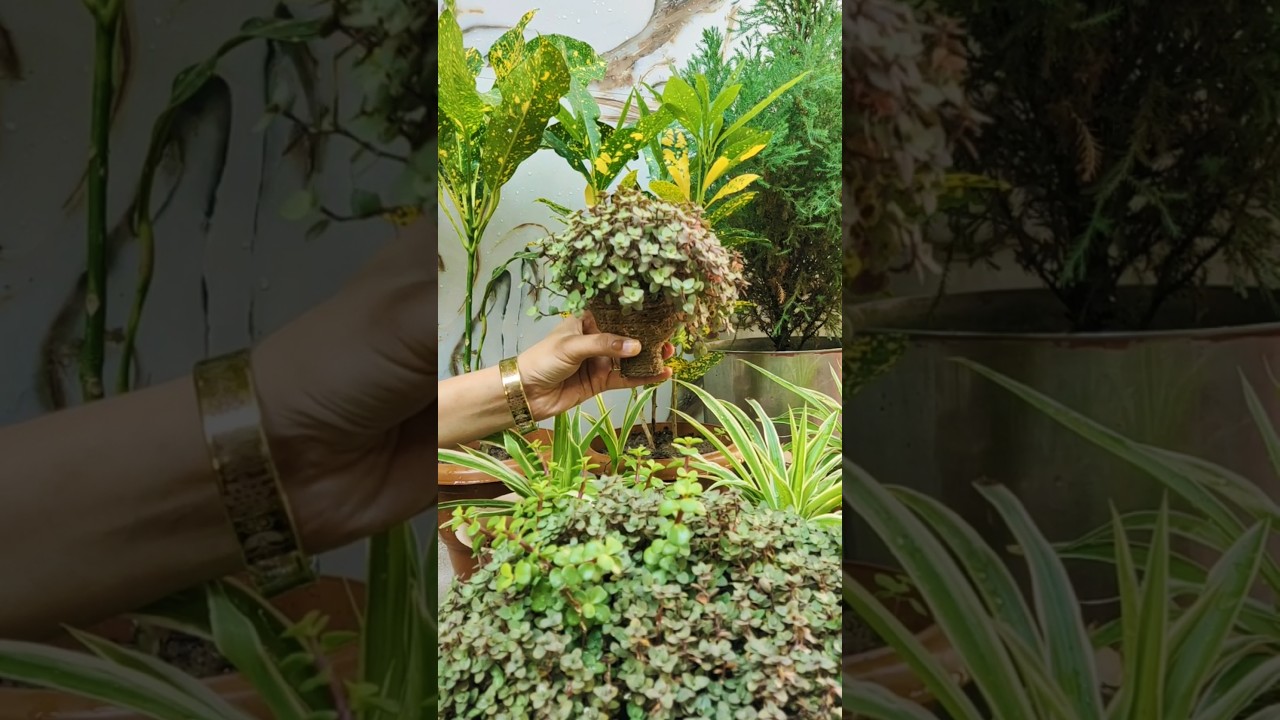 🌱 Tips for callisia repens | पौधे की देखभाल ।🌿 How to grow Callisia repens, Tips 🍃 