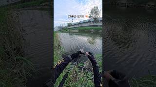 umpan turun langsung di sikat #mancing #casting  #ikan #gabus #fishing #shorts #fyp #fypシ