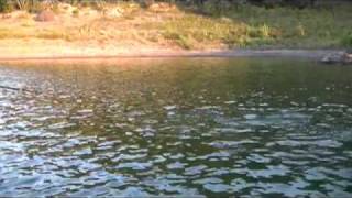 Striper Fishing Lake Cumberland - Team Lawless