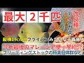 国内最大級のディスカス在庫量！！フライパンサイズの巨大な改良種ディスカスがマレーシア便で入荷。コンテストクラスの超極美個体群も大量集結。ブリーディングストックの繁殖即戦力ペアなど。繁殖副業ブリーダー