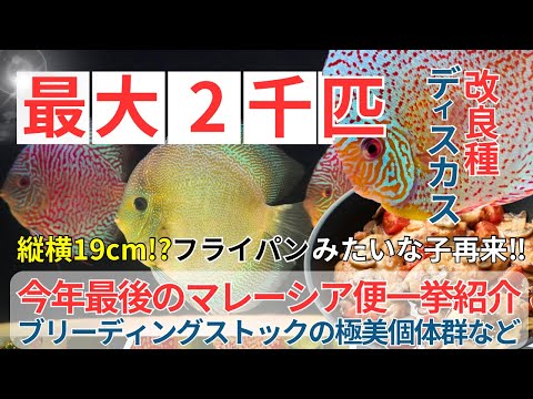 洋書　THE ATLAS OF DISCUS ディスカス　大型本 洋書 THE ATLAS OF DISCUS ディスカス 大型本 洋書 THE ATLAS OF