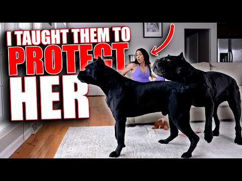 I Taught My Cane Corsos To Protect My Wife