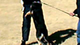 Tri-State K-9 Ray Meika 3
