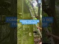 Part 1: Rehabilitated Monkeys Prepare For Freedom