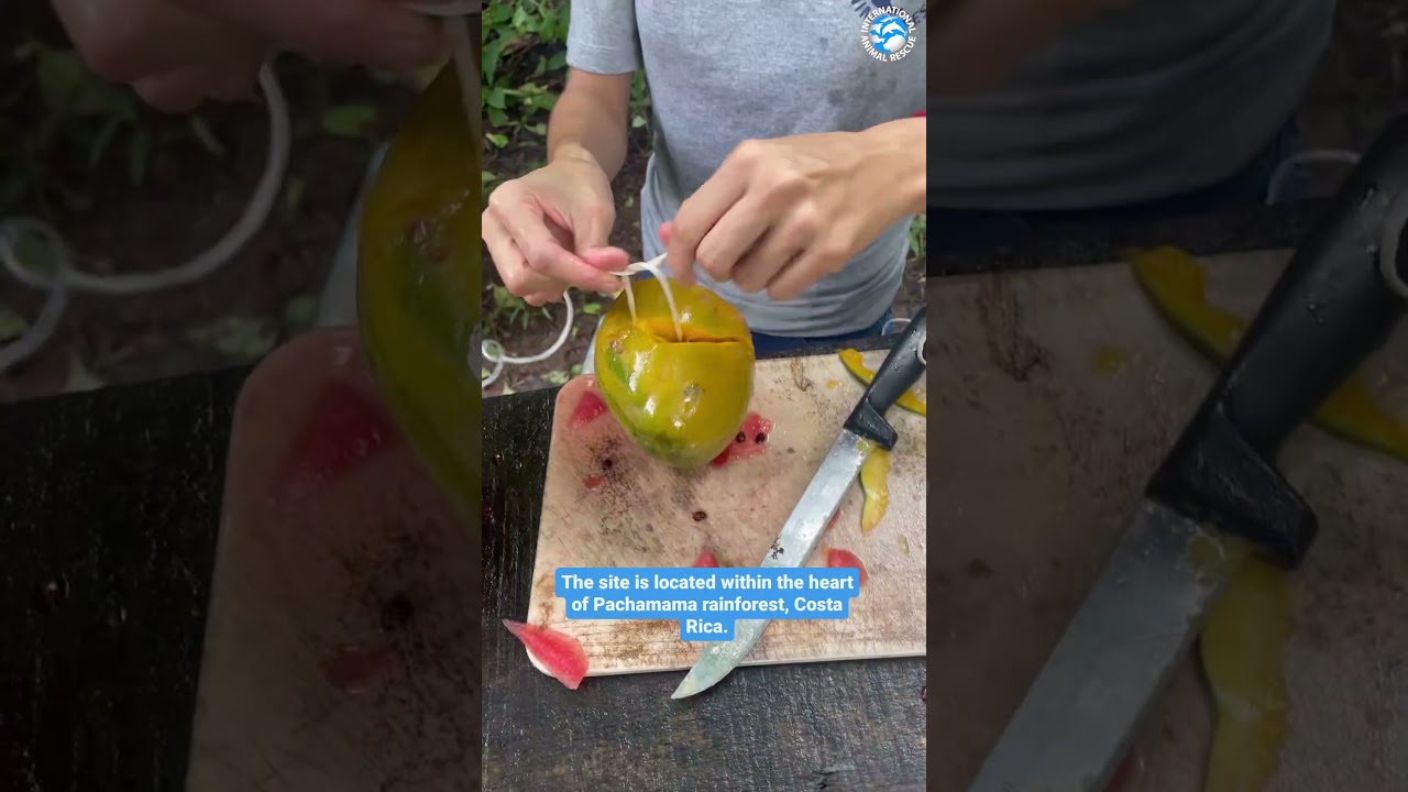 Part 1: Rehabilitated Monkeys Prepare For Freedom