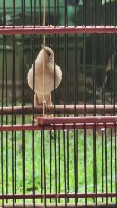 SIKATAN LONDO ORI GACOR