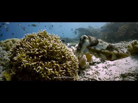 °°° RAJA AMPAT °°°