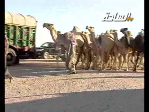 مزاين الكويت 2015 متعبات الشقح مسيرة منقية الشيخ متعب بن حزام بن لصقة آل حثلين