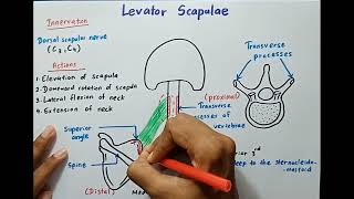 All about the LEVATOR SCAPULAE muscle