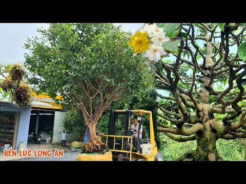 Video Cây mai 1 cốt tàng khủng Bông Nghệ đột biến đáng Sưu... - youtube