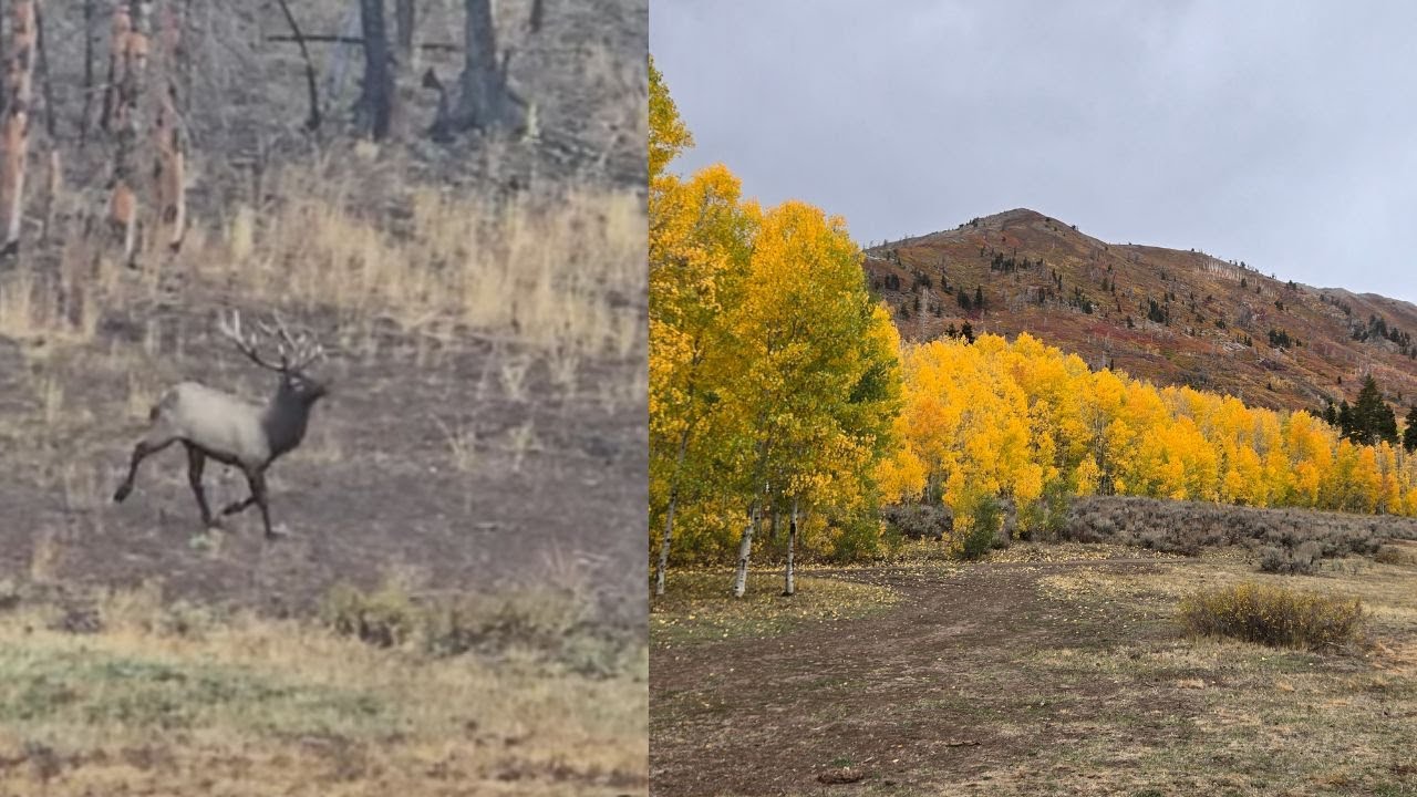 Successful Utah Elk Hunt 2025