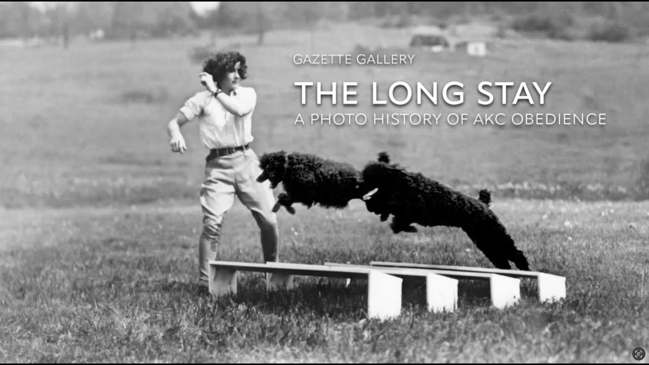 AKC Gazette Gallery: The Long Stay — A photo history of AKC obedience