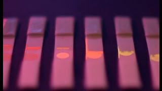 Photoluminescent paper-based sensor for pathogens using graphene oxide