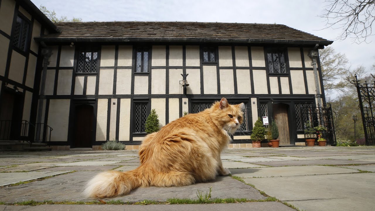 Rockett, resident cat at Agecroft Hall