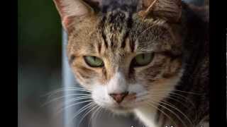 My Slideshow created with YouTube Slideshow Creator My Slideshow created with YouTube Slideshow Creator