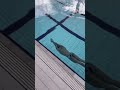 Je fais mon record en apne  funny shorts shortviral job swimming