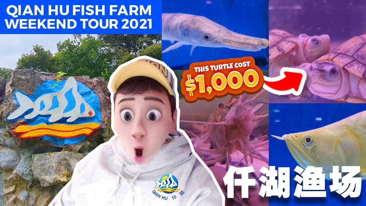 QIAN HU FISH FARM WEEKEND VISIT TOUR - LONG KANG FISHING FISH SPA 仟湖渔场 Expensive turtle Singapore