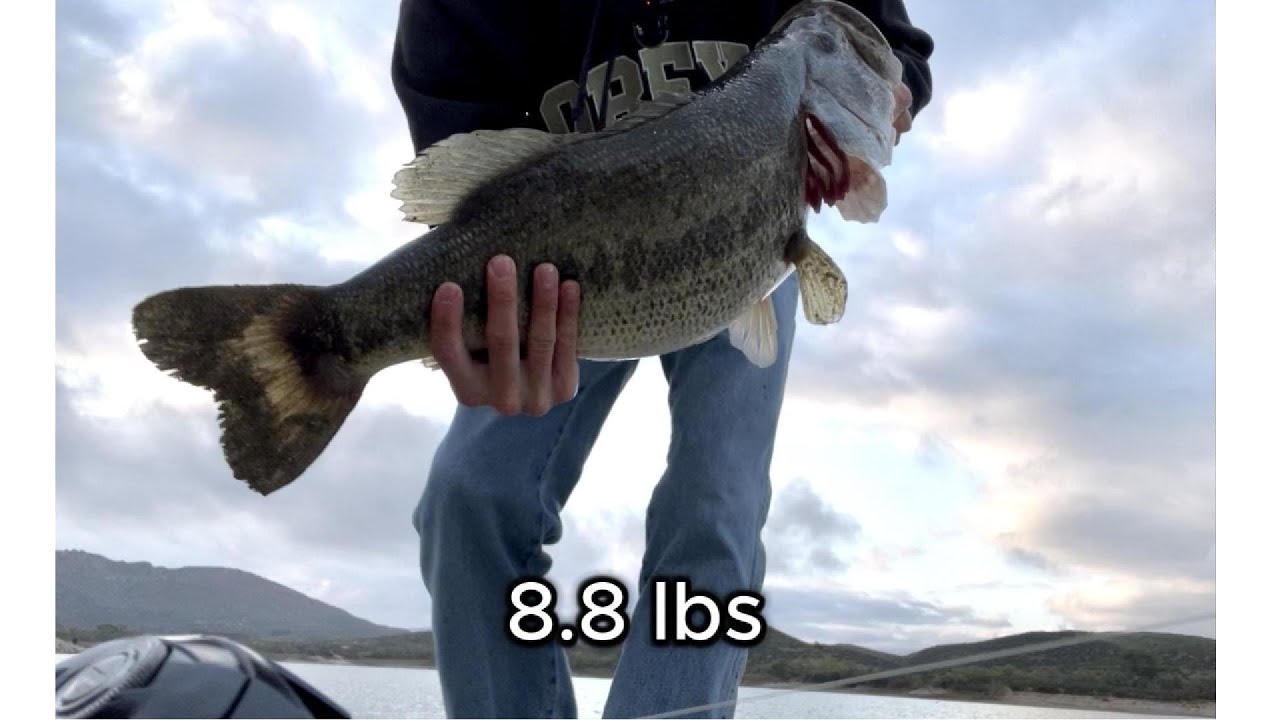 HUGE 8.8lb BASS at Lake Skinner, CA (my PB!)