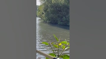#fishing #youtube #fish #instagram #shortvideo #shorts #video #trending #reels #viral