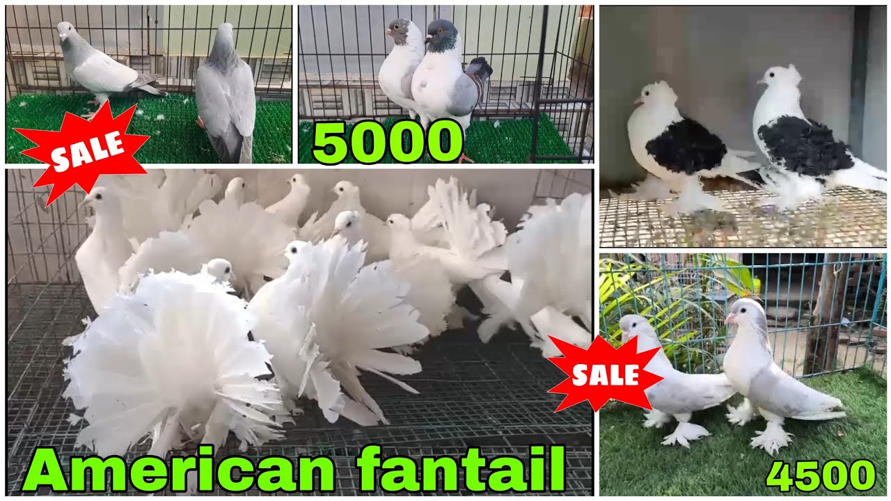 Lahori siraji 😍 American fantail, frillback 🕊️ Mukhi, satinet, racing humor #pigeon #kabootar 