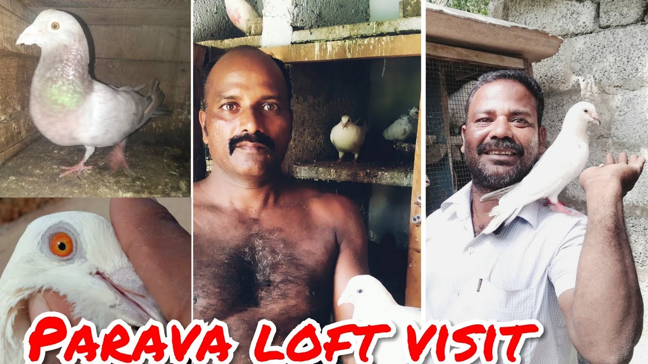 Parava or high flyer pigeon loft visit / Thorai and Murugan loft /aandivilai / Kanyakumari