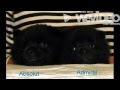 Boys Schipperke A 5 Weeks 