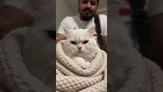 so sad..... 😥👀 #cat #bdlive #shorts #funny