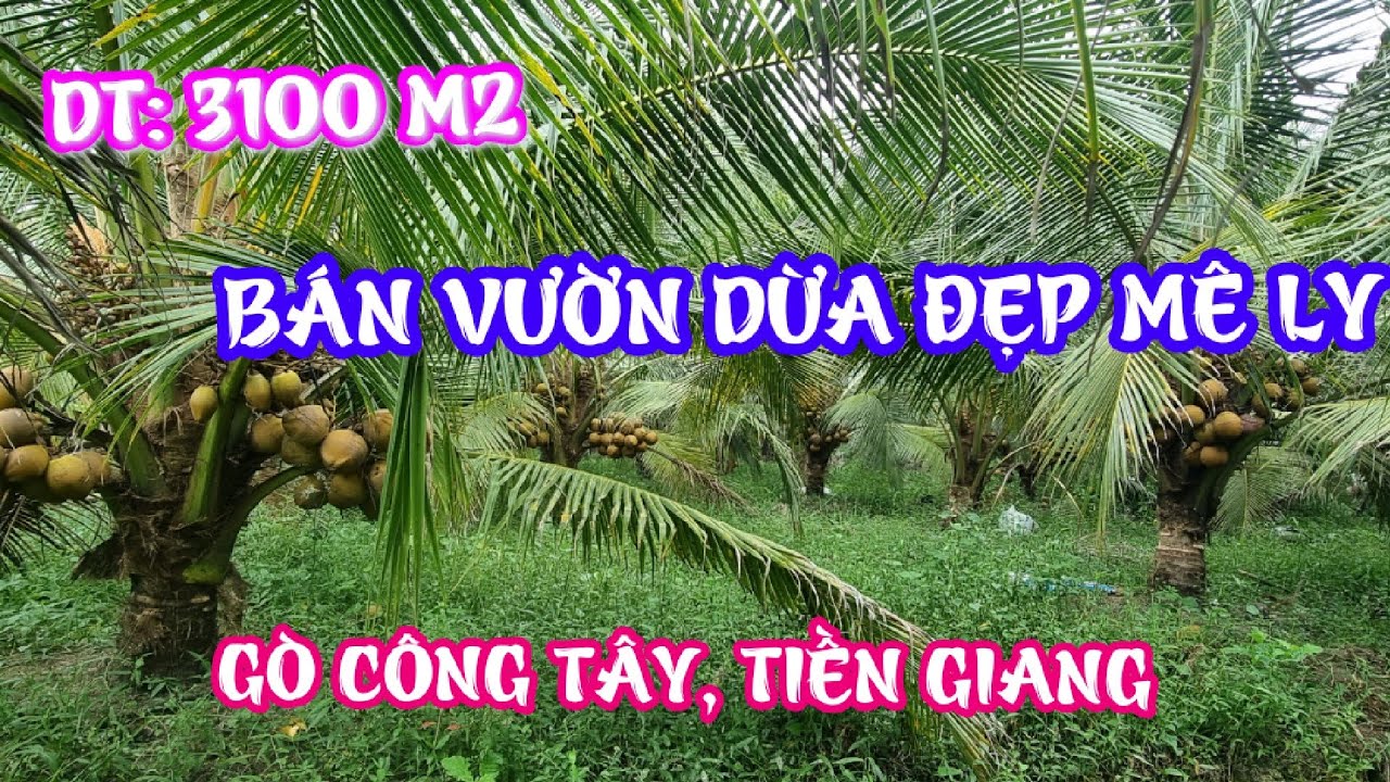 TẬP 1153:BÁN VƯỜN DỪA ĐẸP MÊ... - youtube