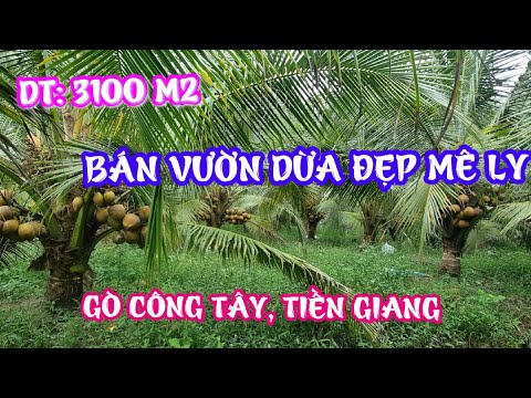 Video TẬP 1153:BÁN VƯỜN DỪA ĐẸP MÊ... - youtube