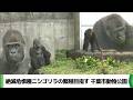 千葉市動物公園のニシゴリラ 「モンタ・モモカ」の繁殖に向けたペアリング一般公開(2026.05.21放送)