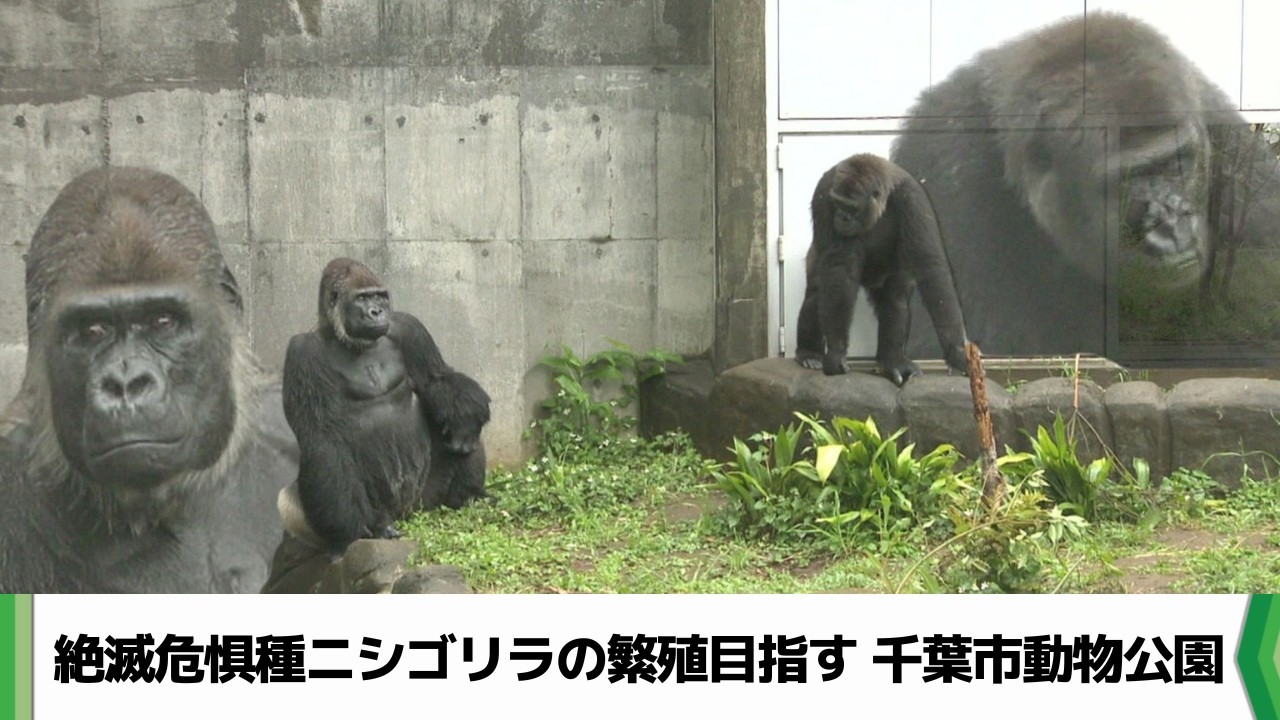 Chiba Zoological Park Western Lowland Gorilla Pairing Public Debut
