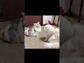 追いかけっこしてたのにマジ喧嘩になりました#shorts #cat #猫のいる暮らし