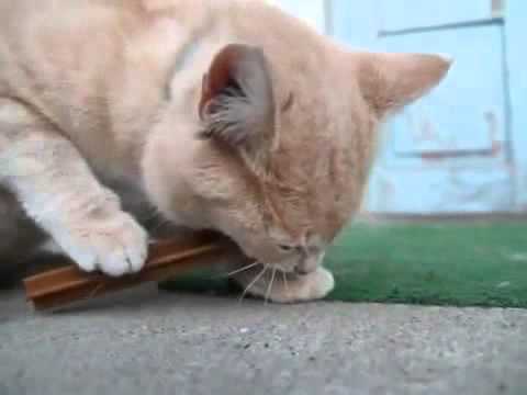 funny-cat-chewing-a-dogs-stick