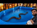 Mini zoo ke swimming pool mee snake 🐍 agya😱