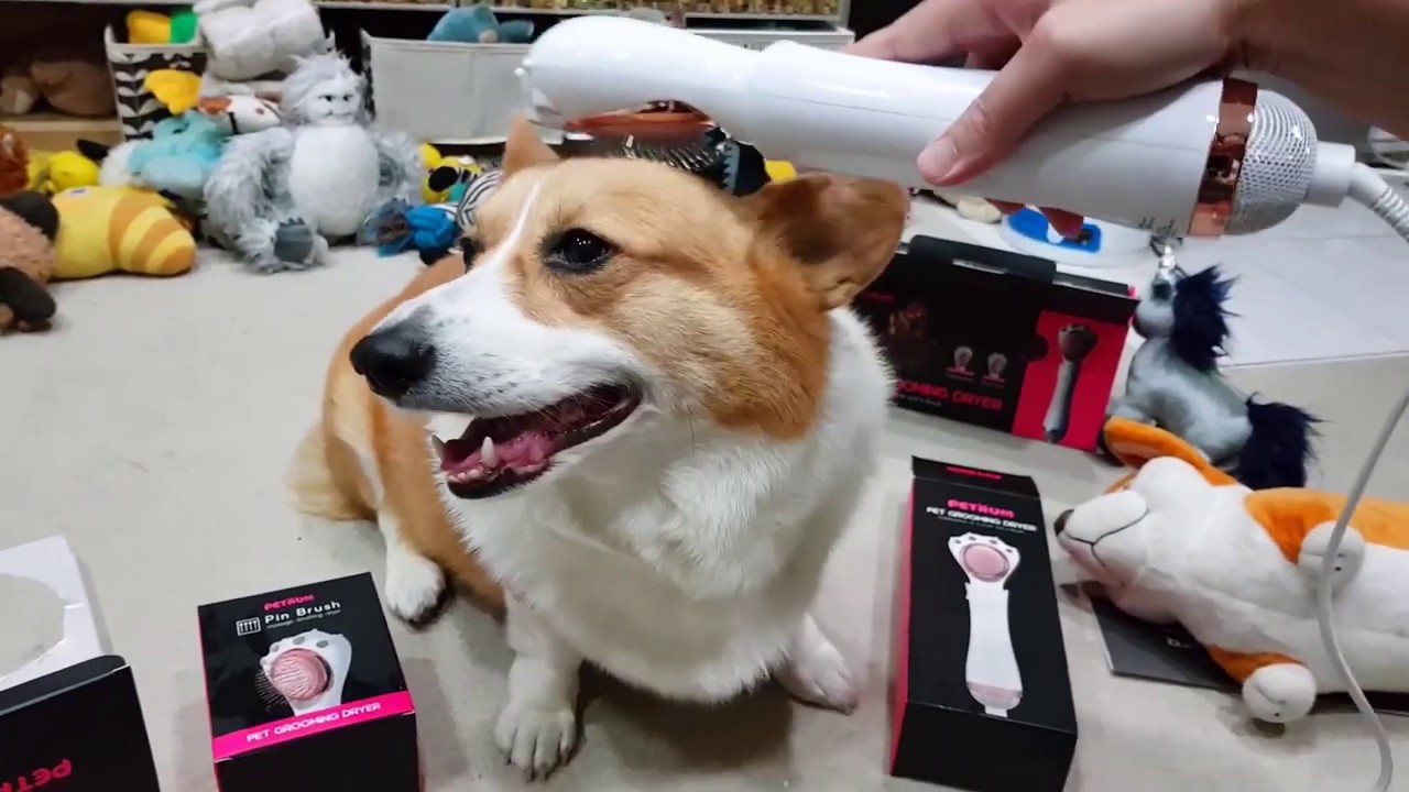 柯基coffee也來試用Petaum梳毛吹風機囉｜怎麼這麼像梳子好蘇胡啊啊啊