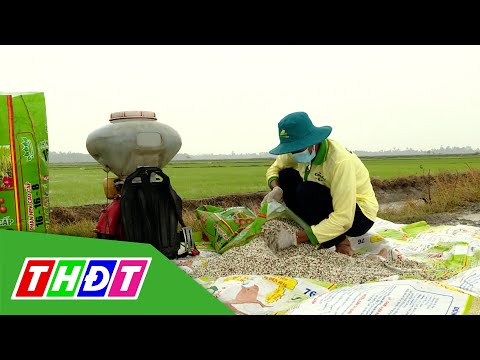 Video Cây khỏe Nhà nông khỏe: Quản lý ốc bươu vàng hại lúa... - youtube