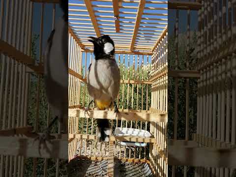 طياريات بلبل وحشي لفتح البلابل القافله