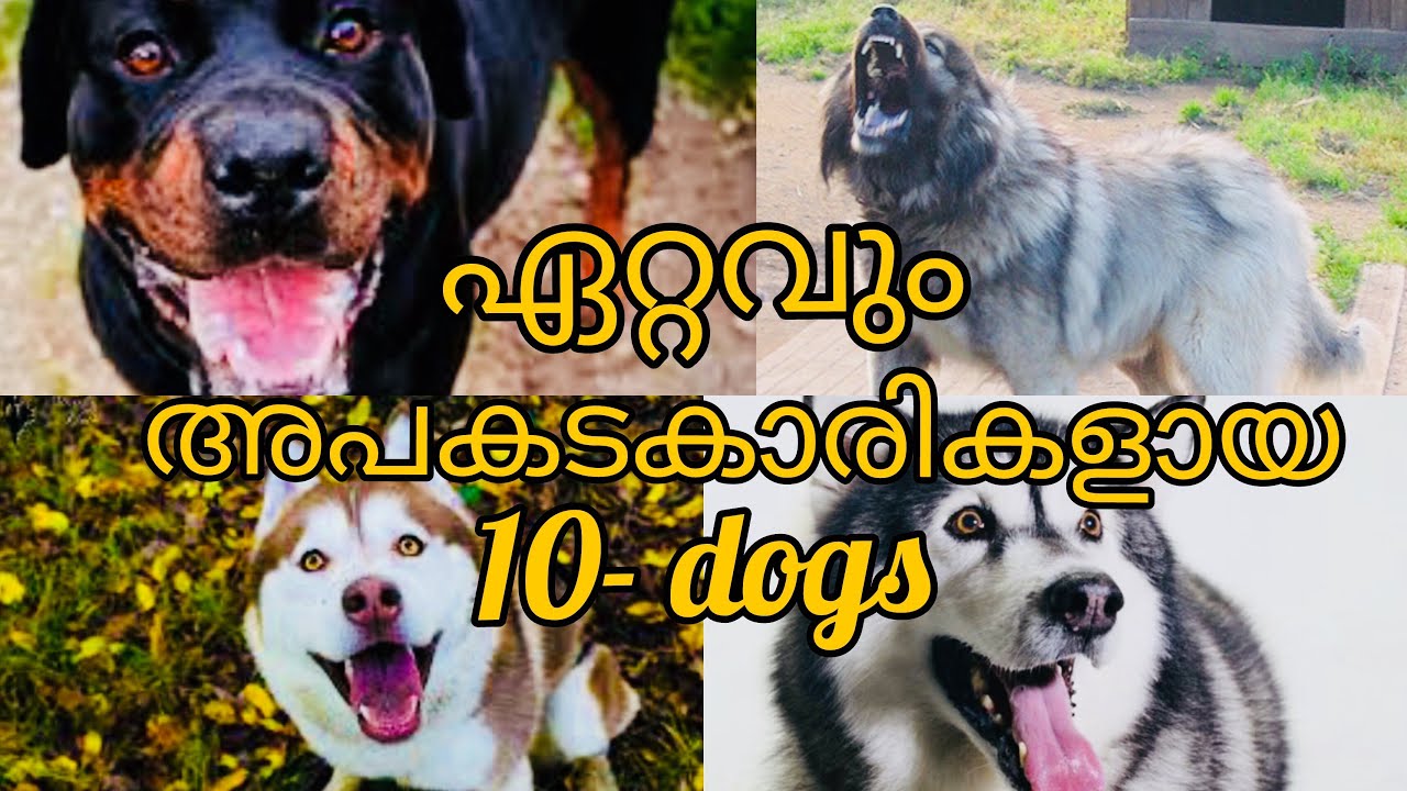 Top 10 Most Dangerous Dog Breeds in Malayalam/ഏറ്റവും അപകടകാരികളായ 10