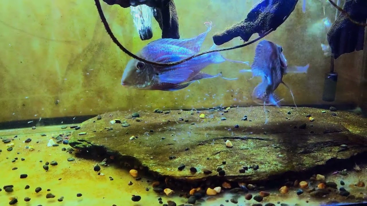 Geophagus Sveni (Batch 7 of the same parent)