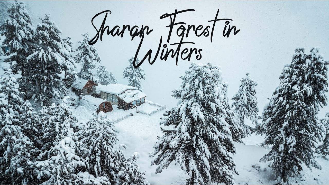 Stopping by Woods on a Snowy Evening | SHARAN FOREST IN WINTERS |  Relaxing landscapes & poetry