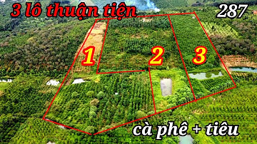 3 lô Cà Phê + Tiêu quá Thuận Tiện tại Quảng Tân Tuy Đức Đăk Nông Quá Đẹp