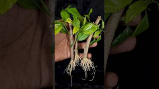 How to Grow Hibiscus Plant from Cutting In A Papaya (New Techniques)
