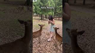 Famous Would you feed the deer? 🦌 I got bit by one in Nara LOL😭😭 But this is one of my favorite places Net Worth