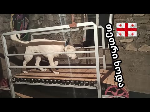 ქართული ნაგაზი / თეთრი ხოდა / ვარჯიში ქართული ნაგაზის / სარბენი ბილიკი ძაღლებისთვის