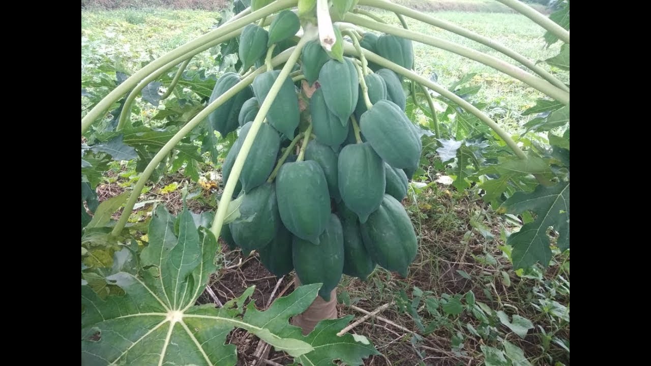 hybrid papita ki kheti (hybrid papaya plants) YouTube