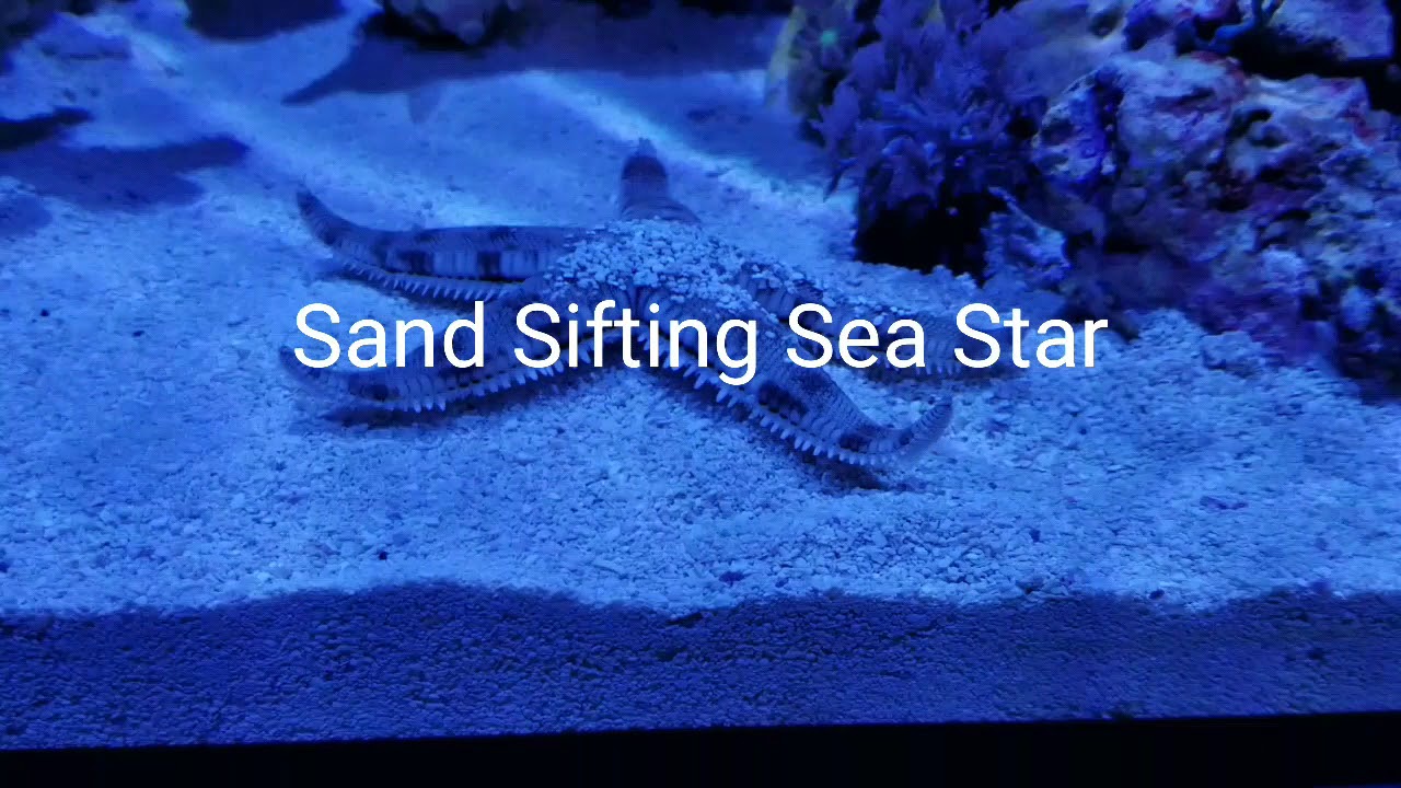 Sand Sifting Sea Star in Reef Aquarium YouTube