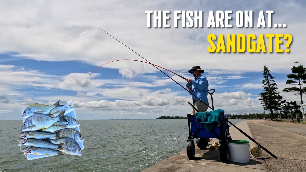 Landbased Fishing | Sandgate Foreshore
