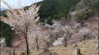 日本   吉野山 六甲山。行  有馬温泉
